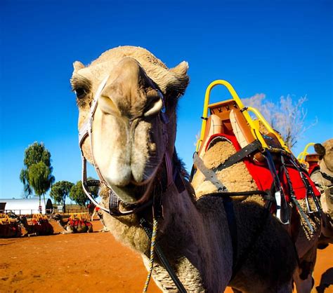 ALMSAFR ALSGHYR FOR PICNICS & CAMPING ORGANIZING (2026) All You SHOULD ...