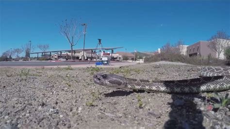 Record snake sightings hit San Diego hiking trails as weather warms ...