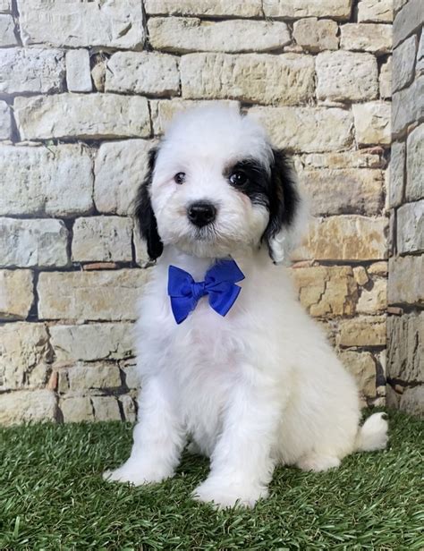 Mr. Smoke The F1B Micro Mini-Bernedoodle | The Bernedoodles