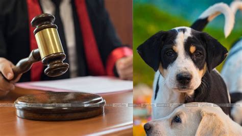 വളർത്തു നായ്ക്കളെ വഴിയിലുപേക്ഷിച്ചാൽ ഇനി ജയിലിൽ കിടക്കാം