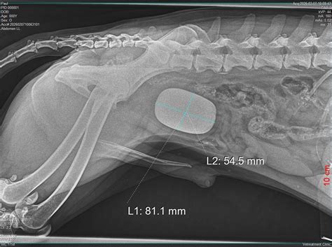 🐶💎 CALCIUM OXALATE... - Vetreatment Clinic - Main Branch | Facebook