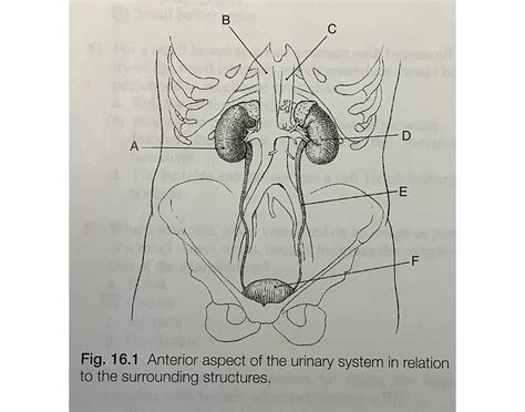 Anterior aspect of the urinary system - Quiz