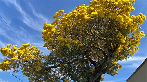 Yellow trumpet trees bloom in South Florida, photos, video