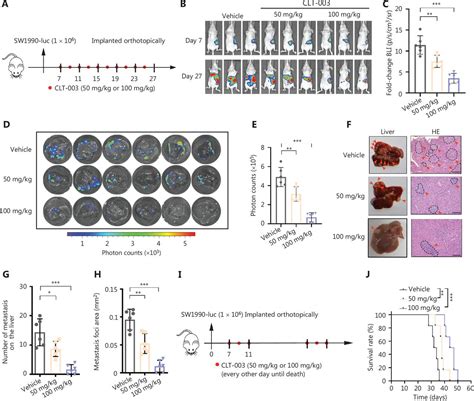 CLT-003 exerts anti-tumor activity in pancreatic cancer by blocking the ...