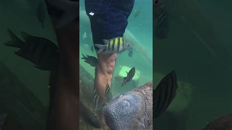 Manatees - YouTube