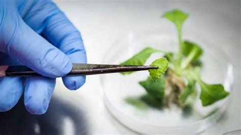 Top 10 High-Demand Jobs for Botany Graduates in 2024 – St. Teresa's ...