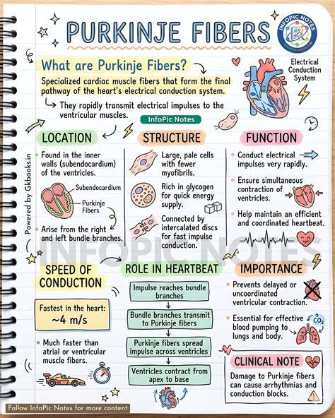 InfoPic Notes - Purkinje Fibers: The Electrical Pathway... | Facebook
