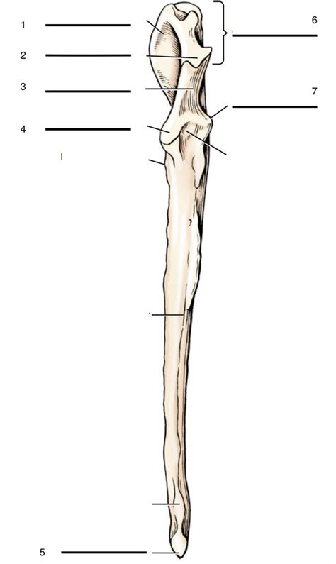 Diagram of Canine ulna | Quizlet