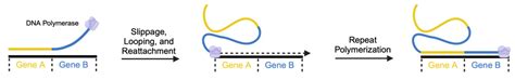 Whole Genome Duplication: Discovery, Mechanism, Occurrence