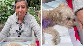 Sultán, el perro héroe que salvó a su dueña del ataque de una pitbull ...