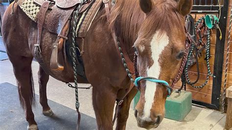 Calum Ritchie has early power-play goal and assist as Islanders top Maple Leafs 3-1 | king5.com