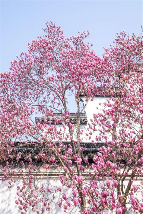 Ancient Town of Tongli, Suzhou｜Encounter the Romantic Courtyards of ...