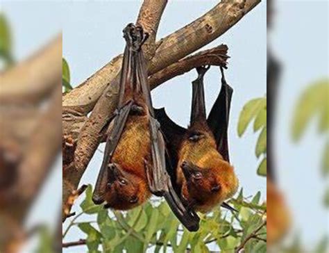 Call issued for Indian flying fox survey across Telangana villages ...