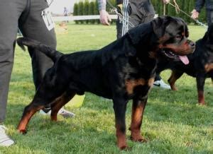 Rottweiler puppies in Isipingo | Public Ads 187344