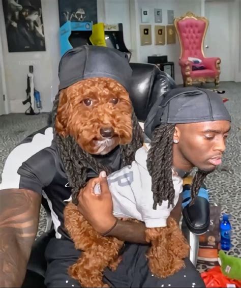 Dog cenat | Quick jokes, Funny pictures, Memes