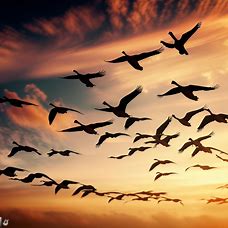 Display an image of a majestic flock of geese flying in formation during sunset.