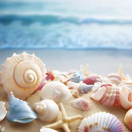 Create an ocean scene with a variety of beautifully decorated shells scattered across the sandy beach.. Image 3 of 4