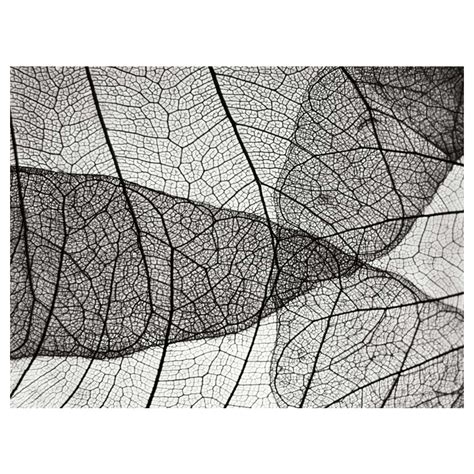 Leaf design II – The Living Influence