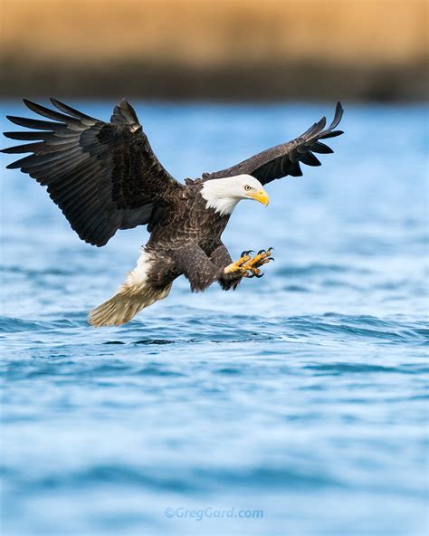 Bald Eagle fishing — Greg Gard