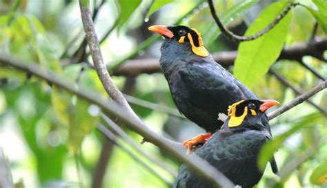 Ideal Destinations for the Wildlife Aficionados Around Bangalore ...