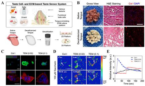 Biosensors | Special Issue : Smart Materials for Chemical and Biosensing