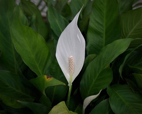 My Peace Lily Won't Flower - How To Get A Peace Lily Plant To Bloom ...
