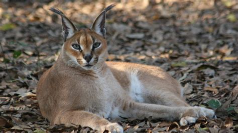 Petition · Save the Indian Caracal - India · Change.org