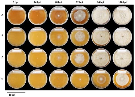 Strigolactones GR-24 and Nijmegen Applications Result in Reduced ...