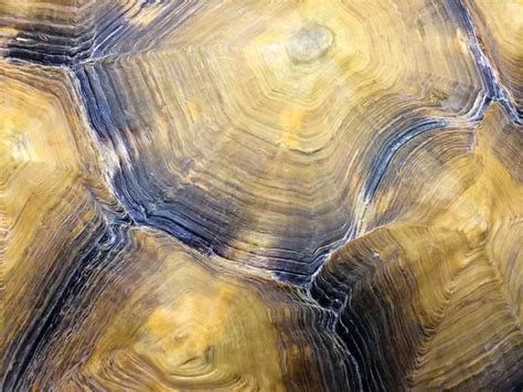 Image result for Tortoishell Split Mod