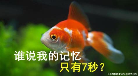 鱼的记忆真的只有七秒吗--中国数字科技馆