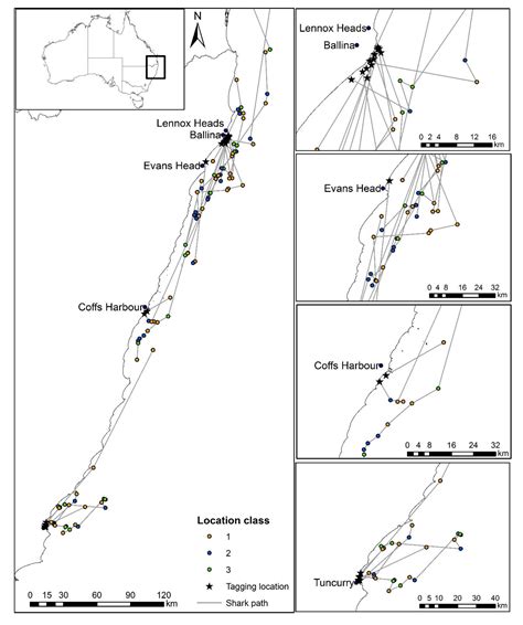 Capture Response and Long-Term Fate of White Sharks (Carcharodon ...
