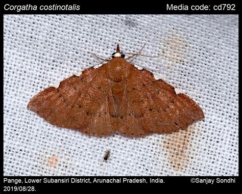 Corgatha costinotalis (Moore, 1867) - | Moths
