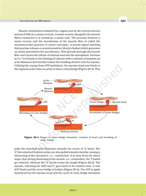 Locomotion And Movement - NCERT Book of Class 11 Biology