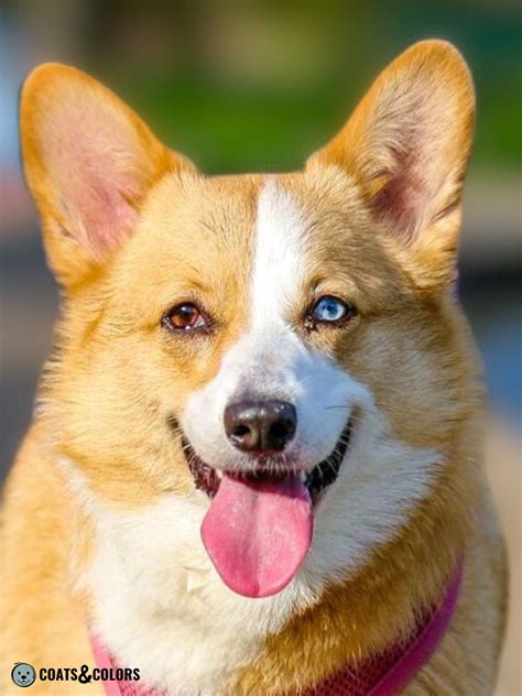 Pembroke Welsh Corgi Coat Colors | Coats and Colors