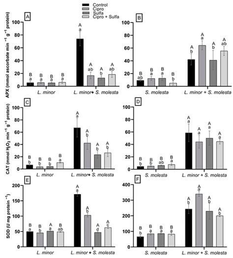 Synergistic Removal of Ciprofloxacin and Sulfamethoxazole by Lemna ...