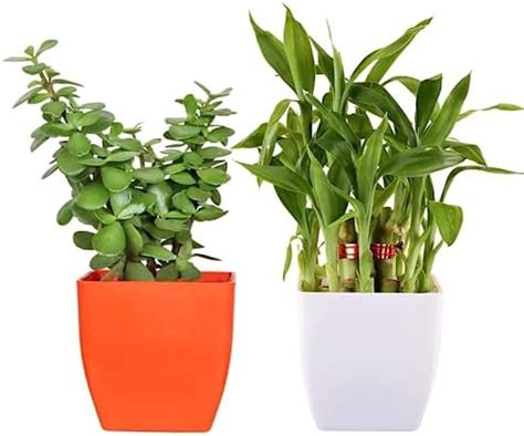 Phulwa Good luck Indoor Live Plant Combo of 2 Jade Plant and Bamboo ...