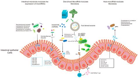 MicroRNAs Regulate Intestinal Immunity and Gut Microbiota for ...