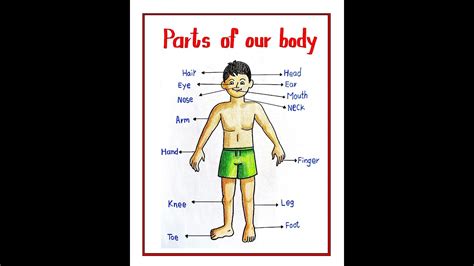 Image result for Drawing Body Parts Using Shapes