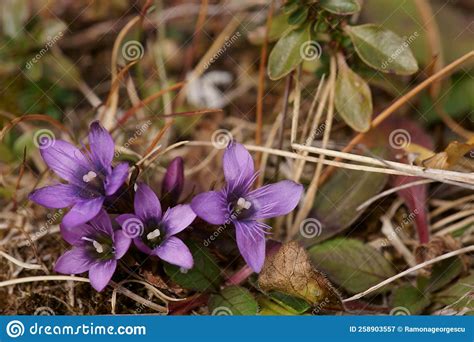 Mountain Purple Dwarf Flower - German Gentian; Gentianella Germanica ...