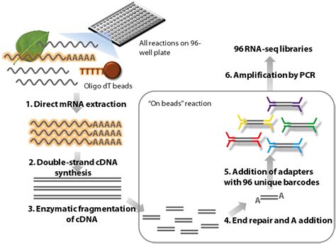 cDNA Synthesis Protocol 的图像结果
