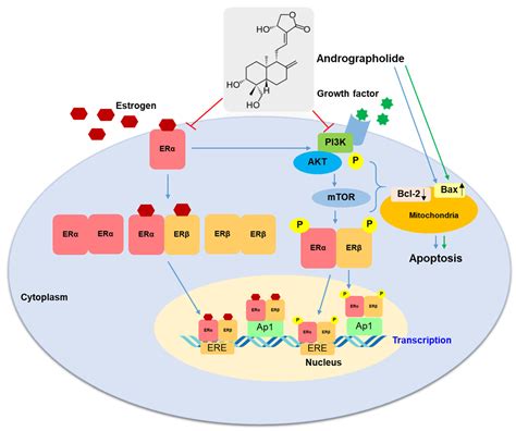 Andrographolide Exhibits Anticancer Activity against Breast Cancer ...