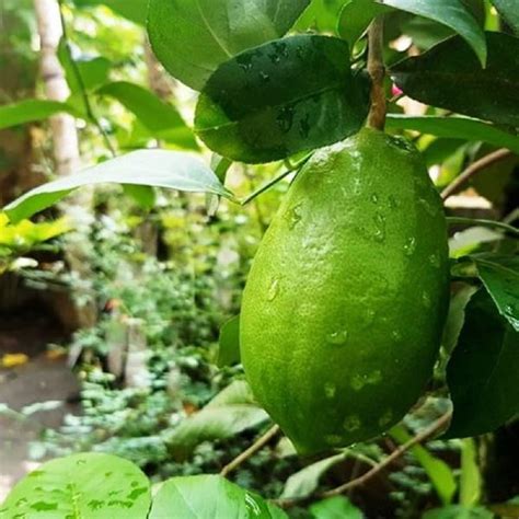 GOLDEN BLOOM lemon plant Gandharaj Nimbu Plant Hybrid Air Layering ...