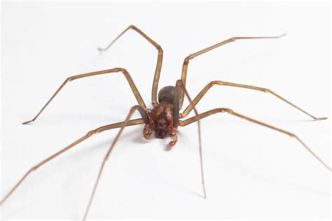 Brown Recluse Spiders in Oklahoma Winters | Nature Guard