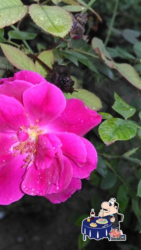 Pss, India - Restaurant reviews