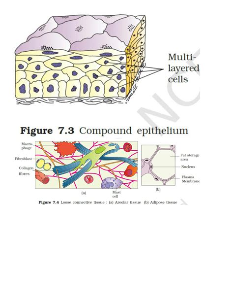 Image result for Class 10 Bio Chapter 8