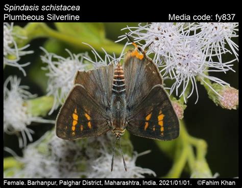Spindasis schistacea | Butterfly
