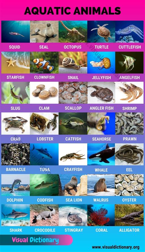 Aquatic Animals: Wonderful List of 35 Aquatic Animals for Students ...