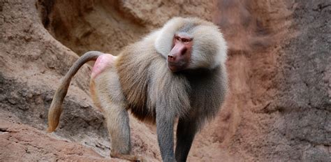 Image result for Baboon Predators