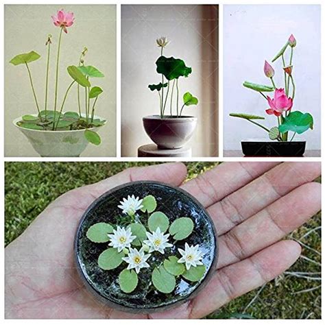 Creative Farmer Aquatic Plants Nelumbo Nucifera For Home Live Lotus ...