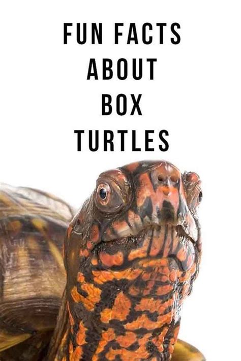Image result for Different Types of Box Turtle